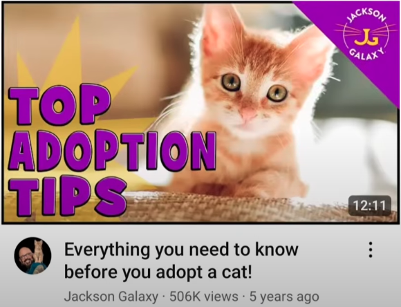 Everything You Need To Know Before You Adopt A Cat